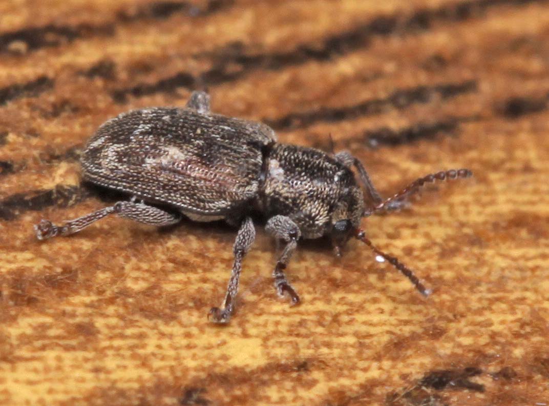 Chrysomelidae Eumolpina: Pachnephorus cfr tessellatus