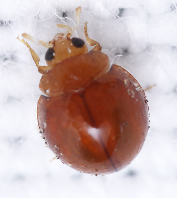Small Coccinellidae