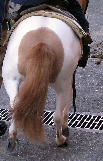 A ognuno il suo SEDERE!