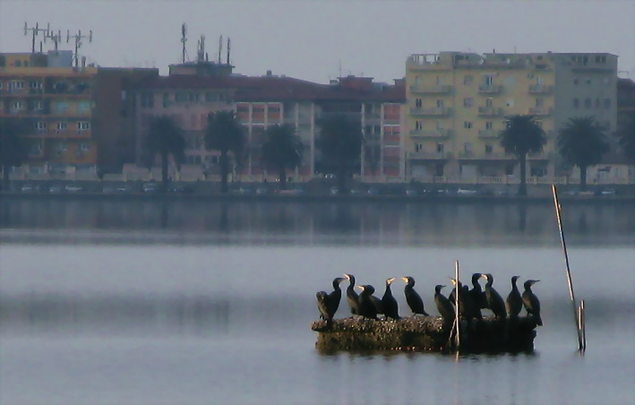 Cormorano o Marangone...
