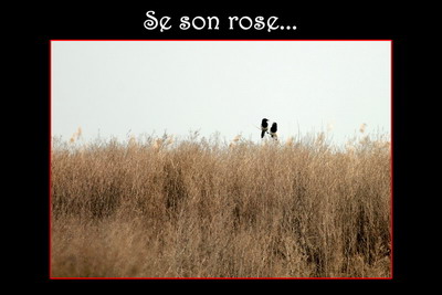 Avifauna humor