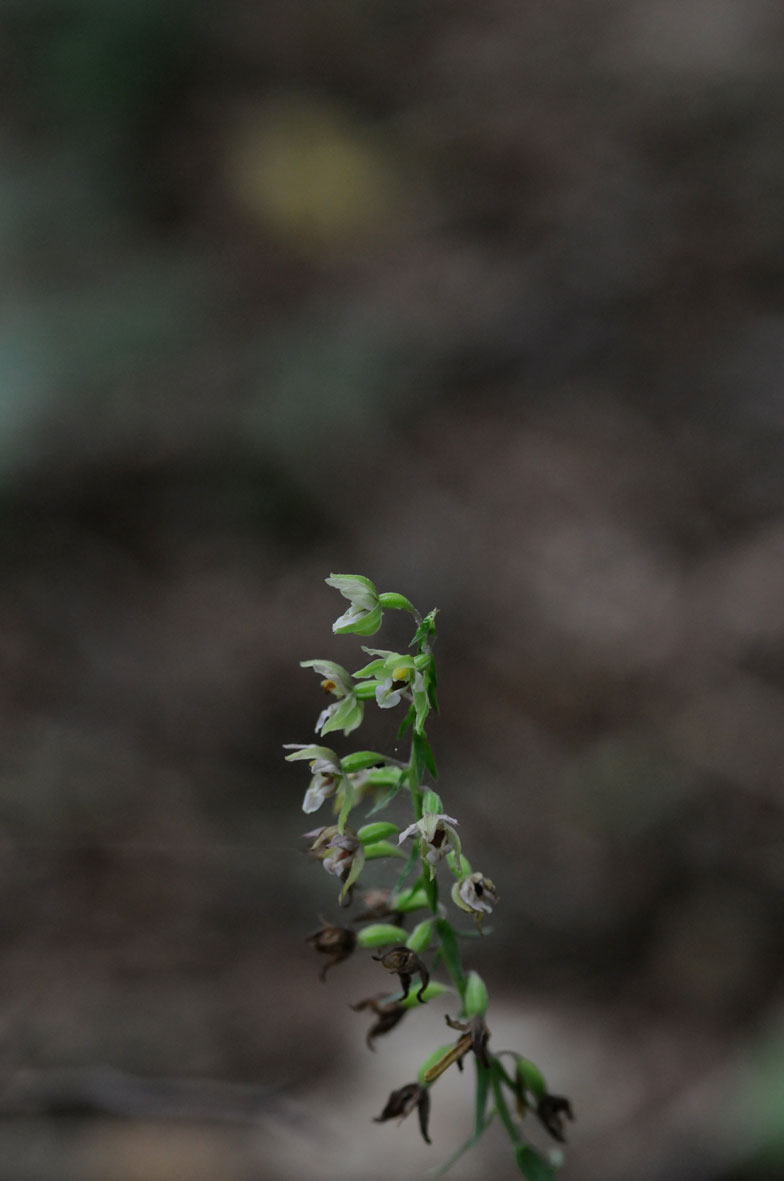 epipactis purpurata?