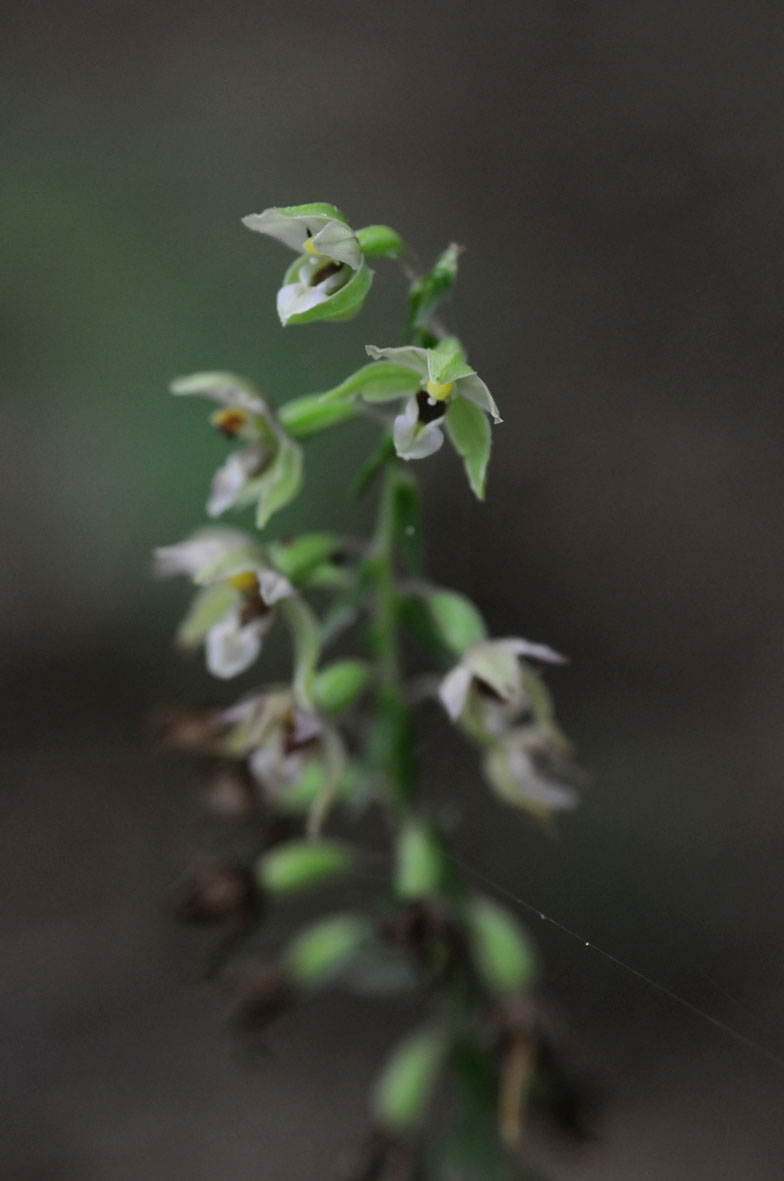 epipactis purpurata?