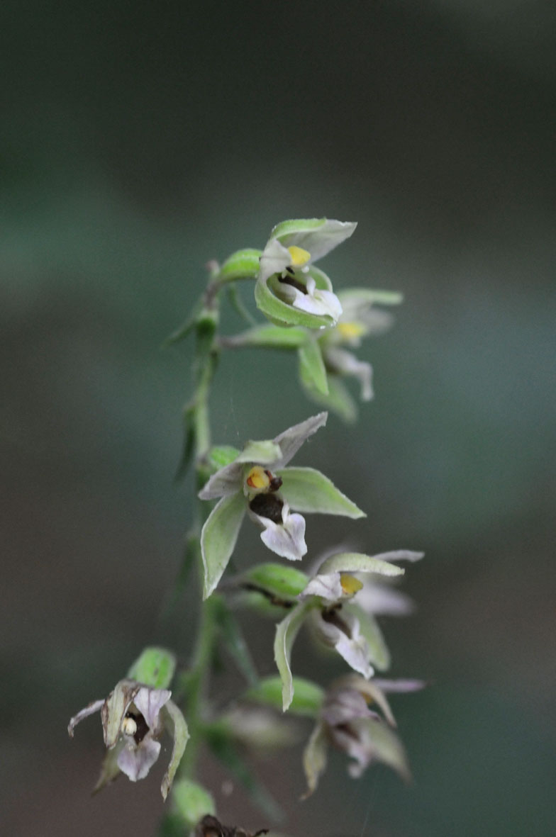 epipactis purpurata?