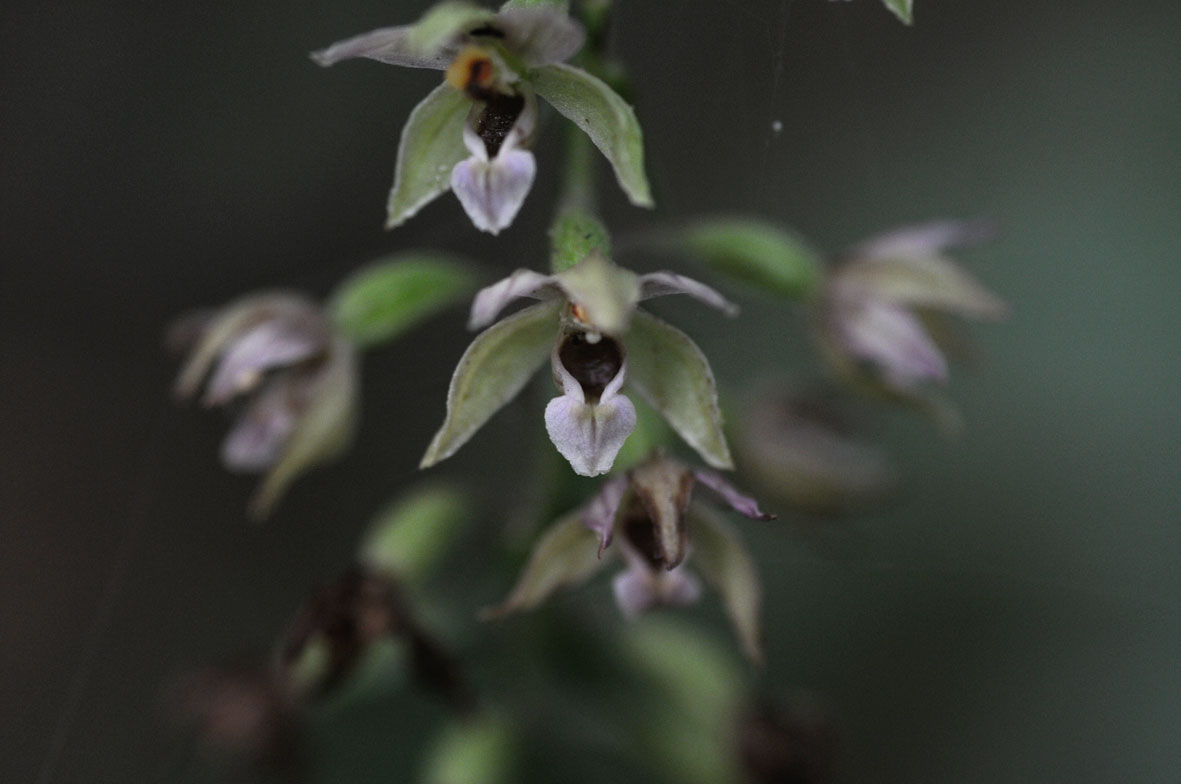 epipactis purpurata?