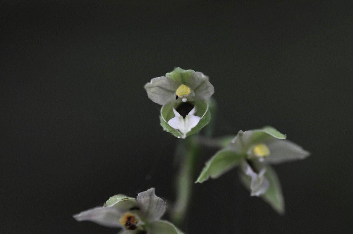 epipactis purpurata?