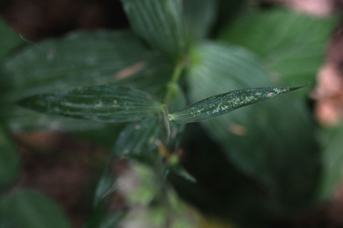 epipactis purpurata?