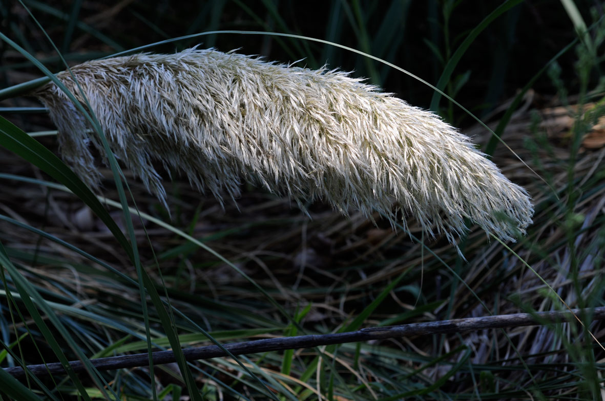 Imperata cylindrica e Phragmites australis