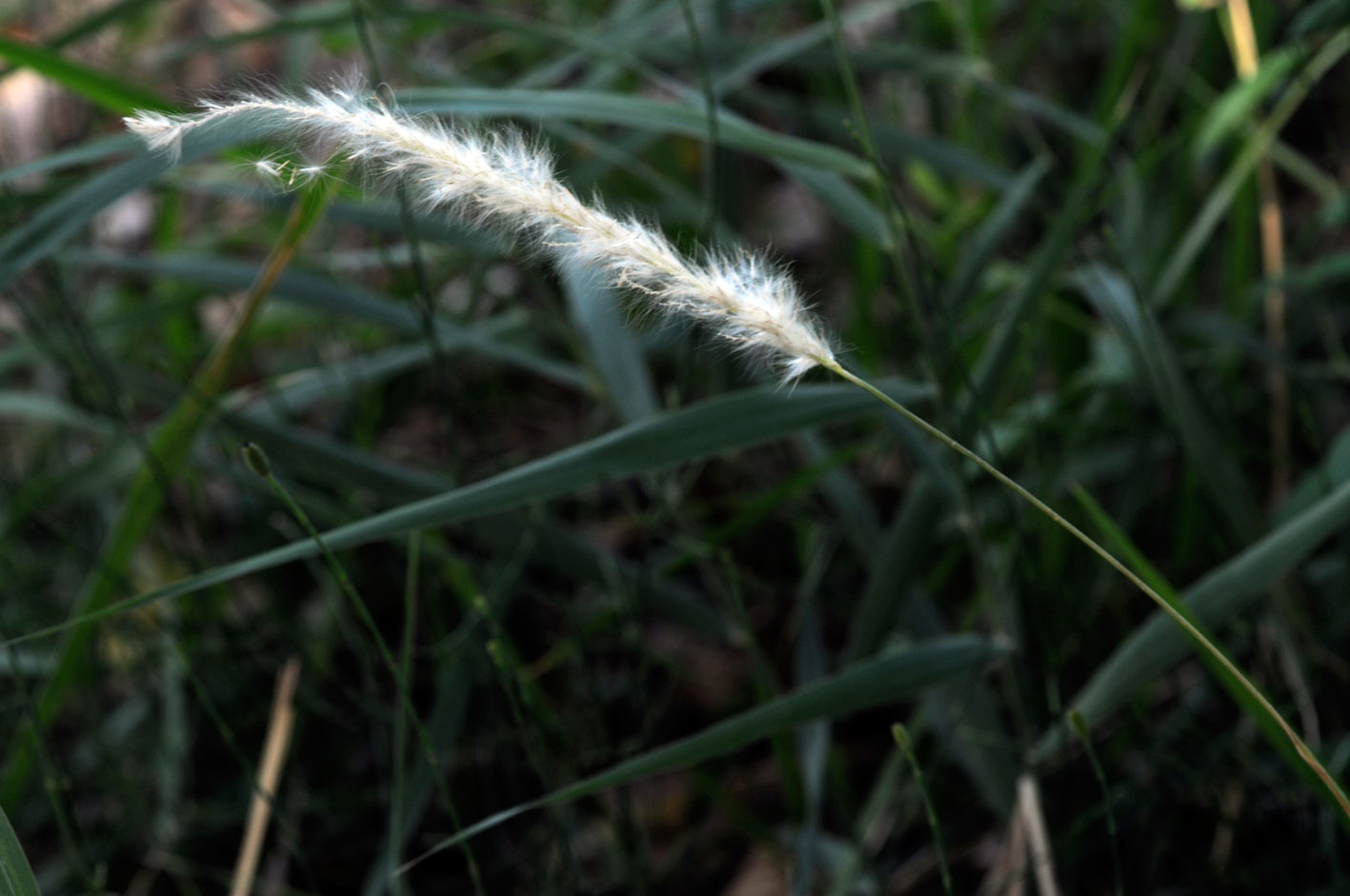 Imperata cylindrica e Phragmites australis
