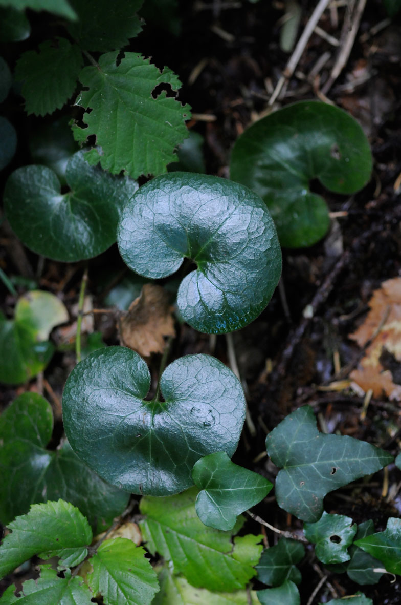 Asarum europaeum e Taxus baccata