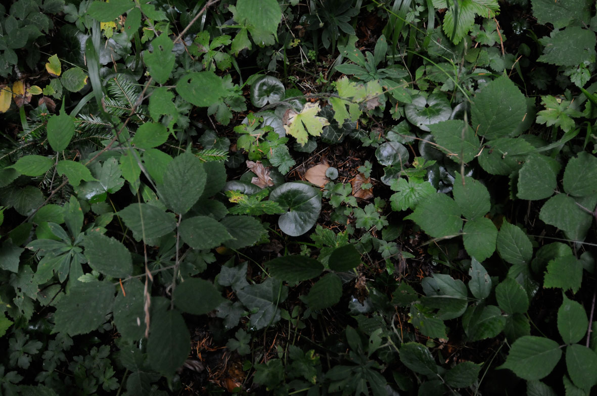 Asarum europaeum e Taxus baccata