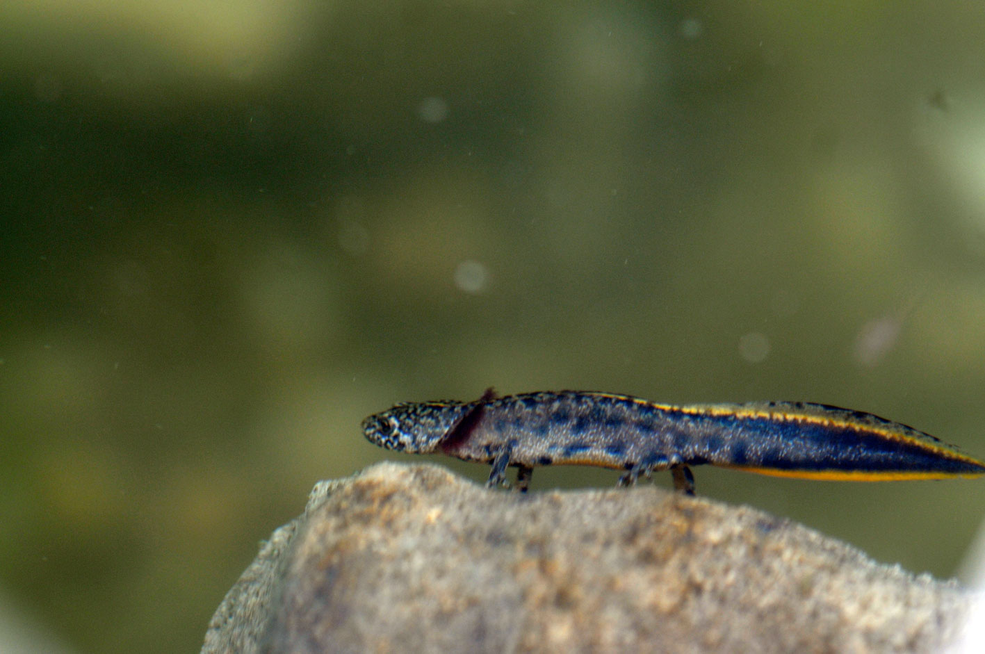 Ttriturus carnifex in metamorfosi
