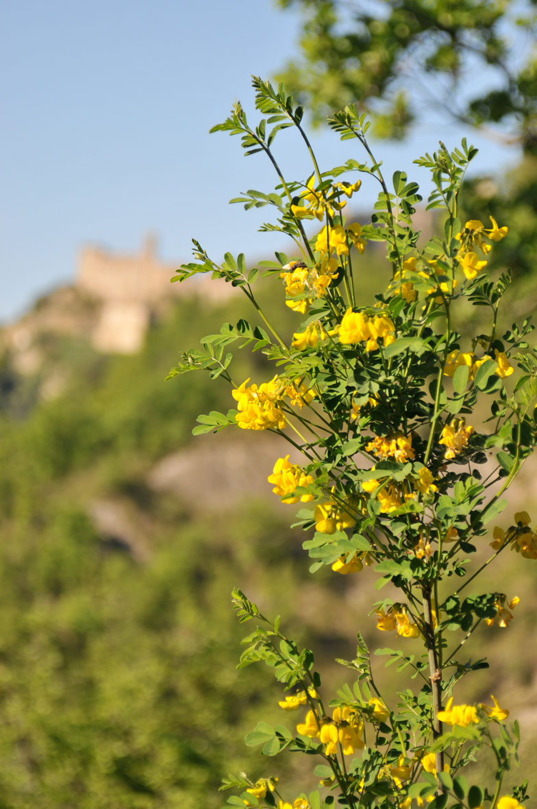 Coronilla valentina e intruso (Lotus sp.)