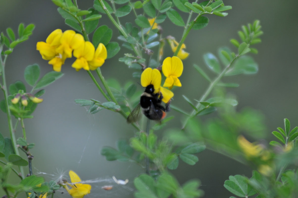 Coronilla valentina e intruso (Lotus sp.)