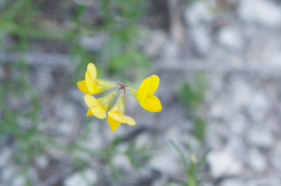 Coronilla valentina e intruso (Lotus sp.)