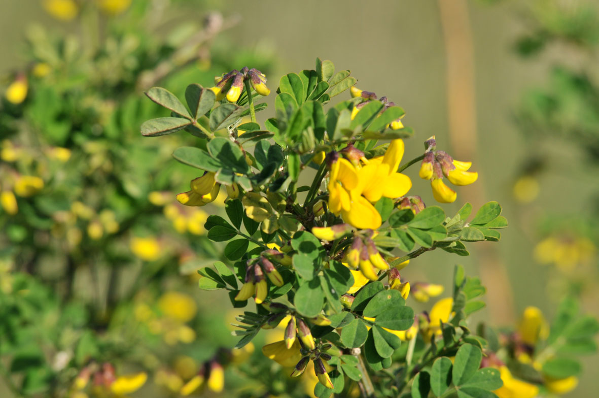 Coronilla valentina e intruso (Lotus sp.)