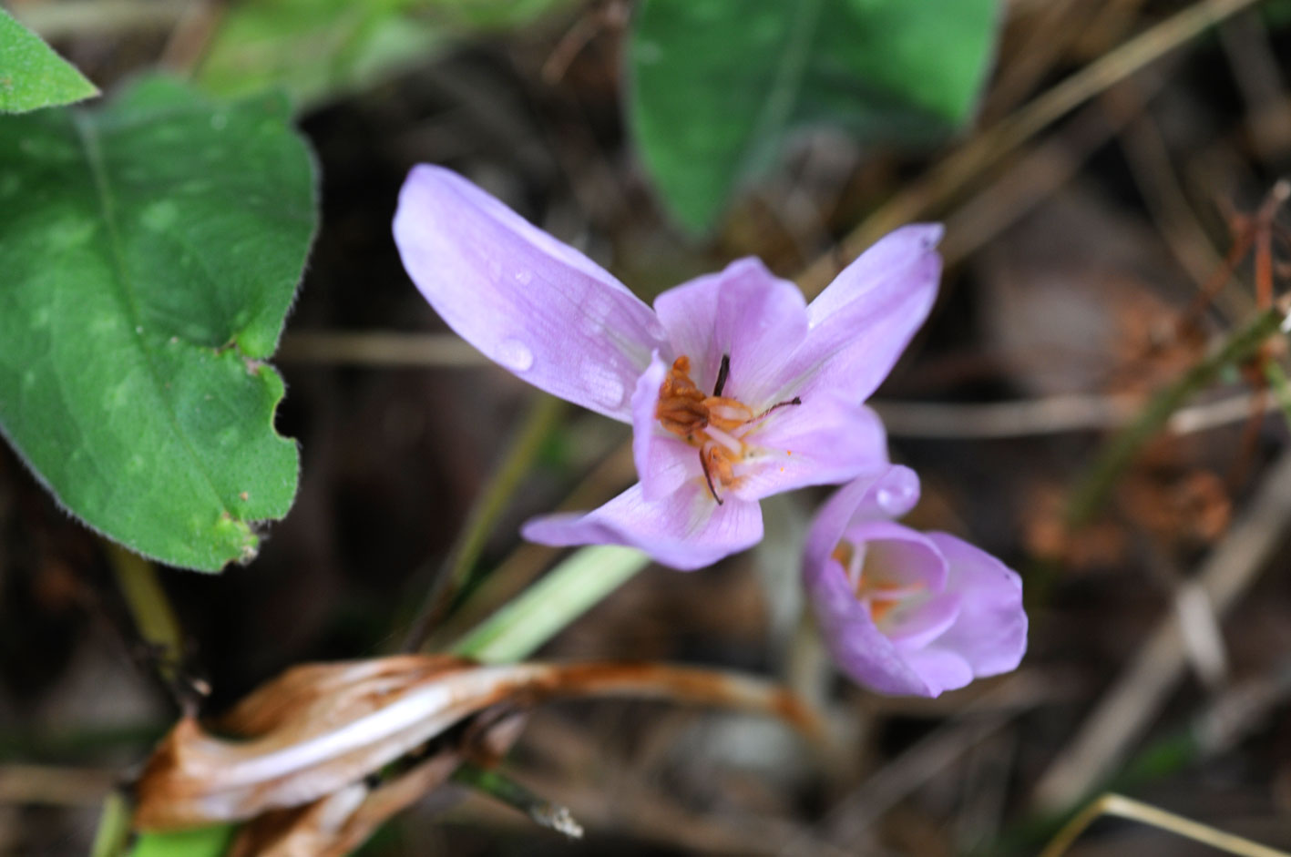 Crocus biflorus Miller? no, Colchicum sp.