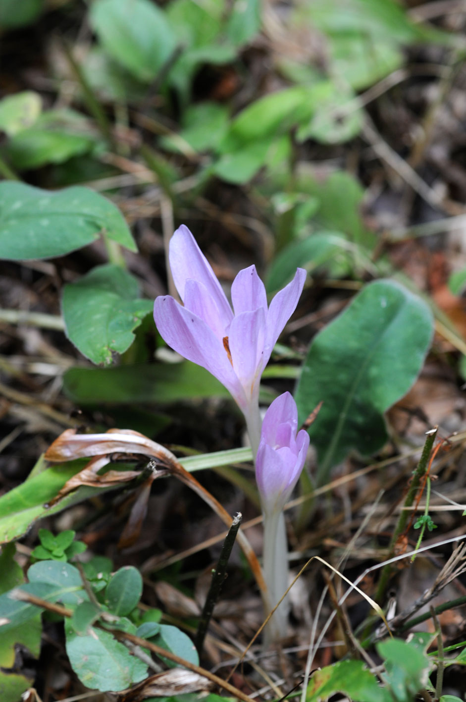 Crocus biflorus Miller? no, Colchicum sp.