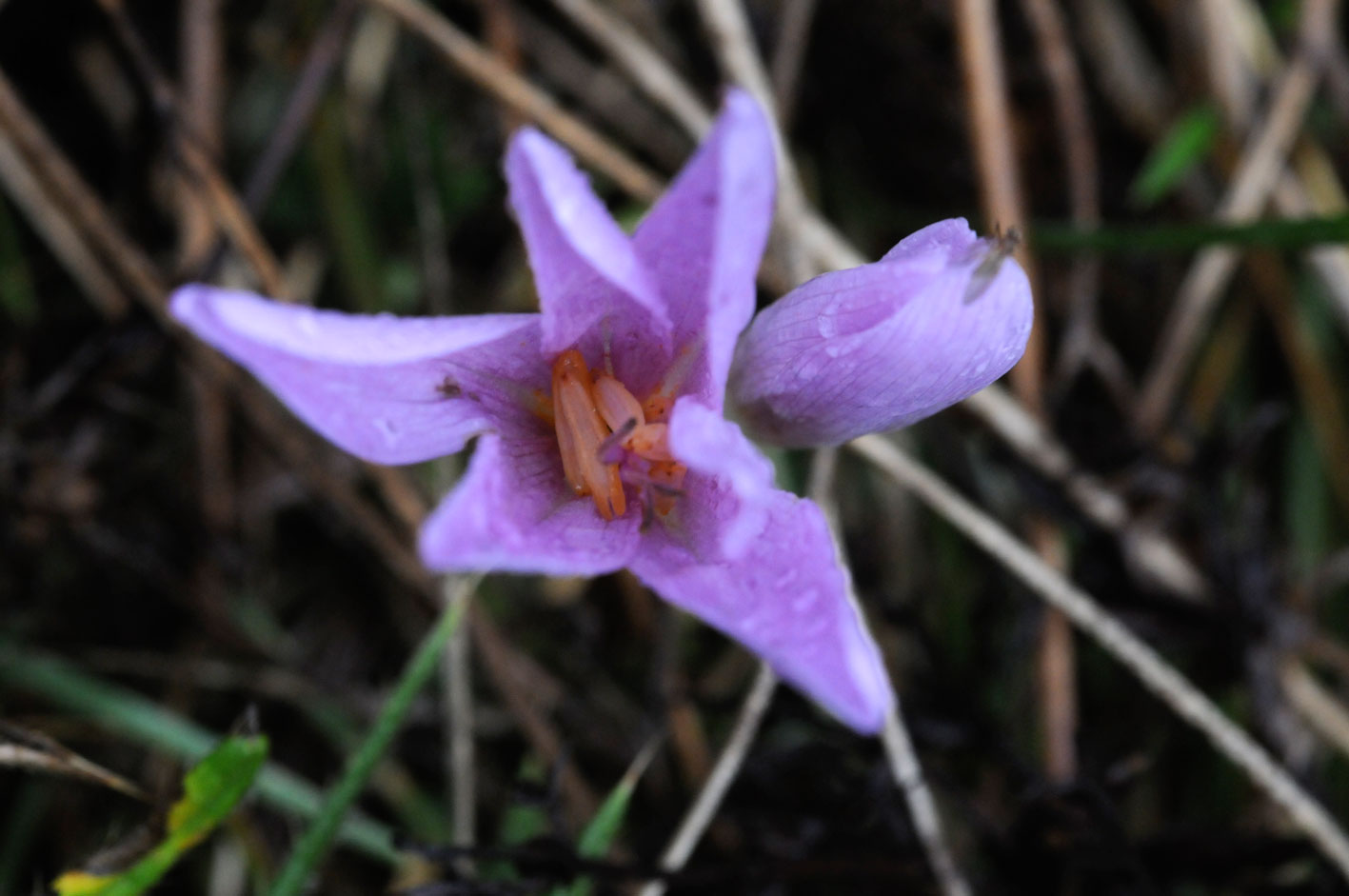 Crocus biflorus Miller? no, Colchicum sp.