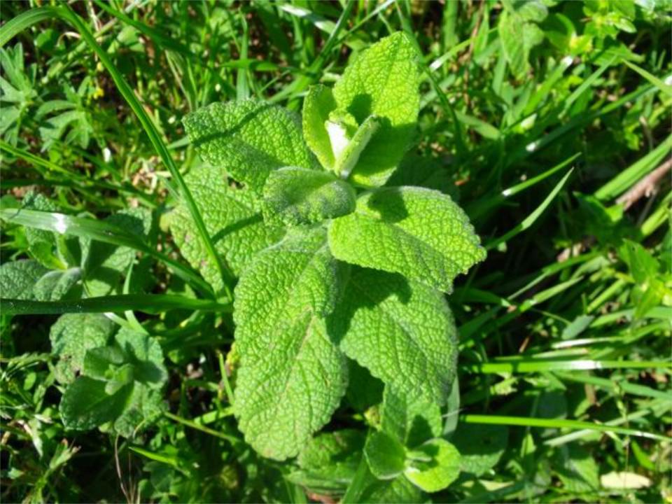 Mentha suaveolens ?