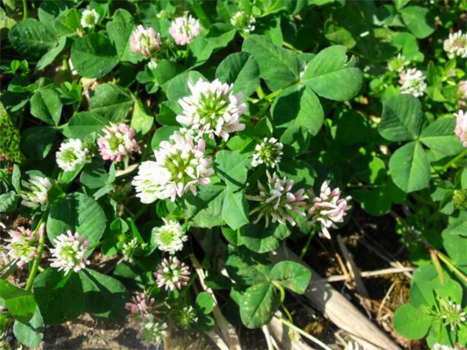 Trifolium nigrescens sl.