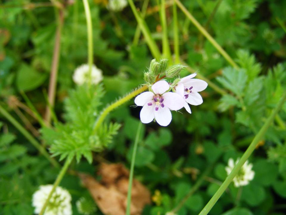 Erodium sp.