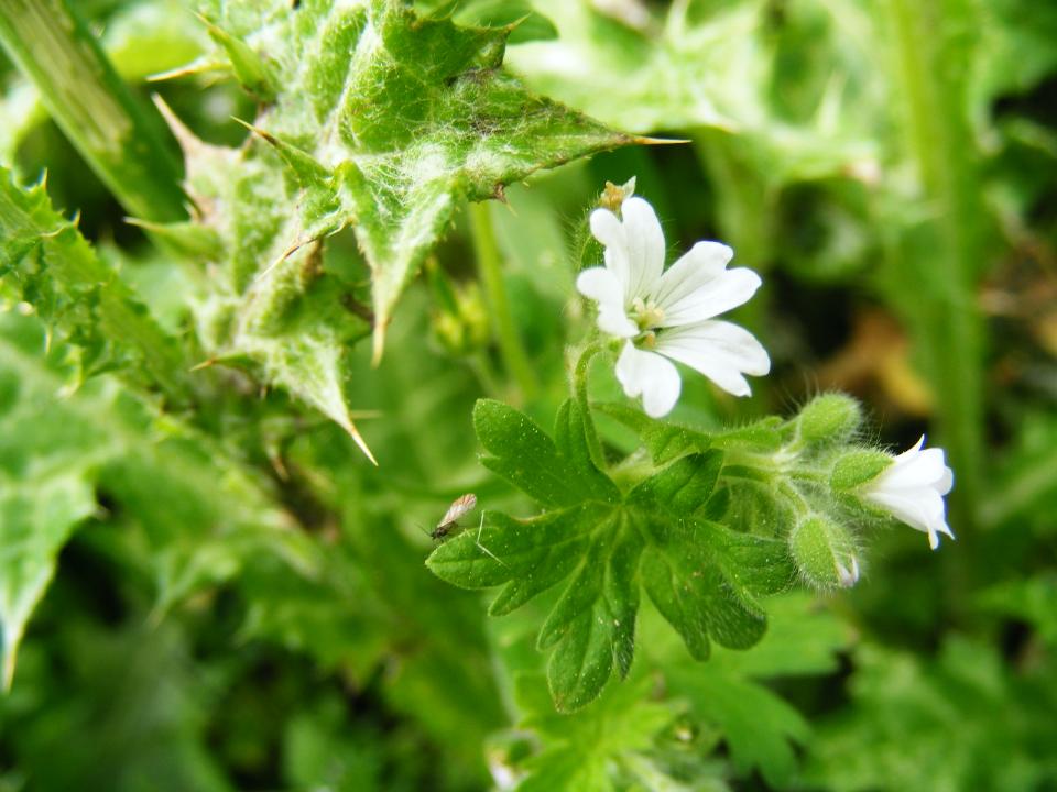 Geranium molle bianco