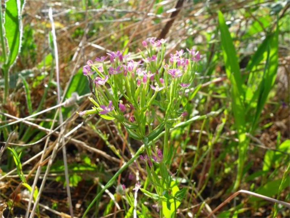 Centaurium erythrea