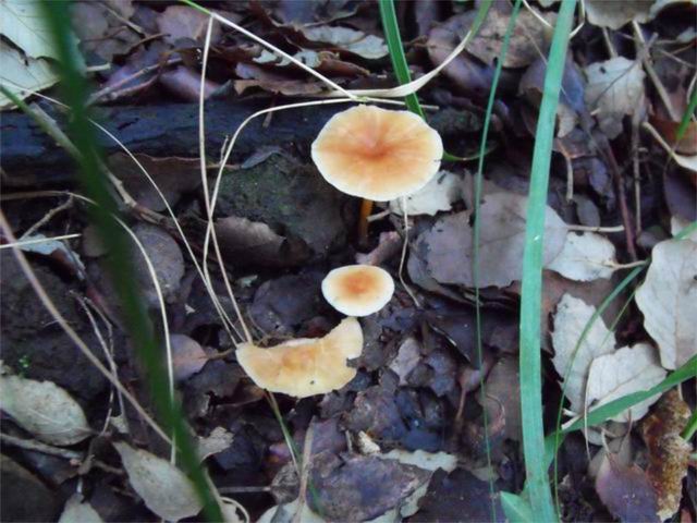 Fungo da determinare2