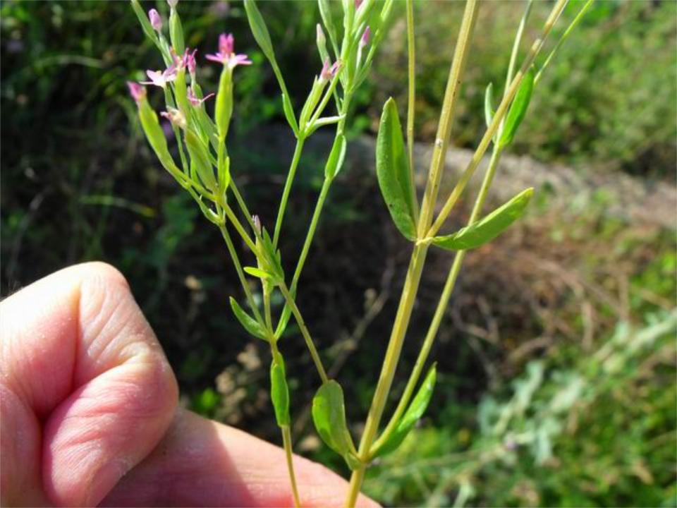 Centaurium erythrea