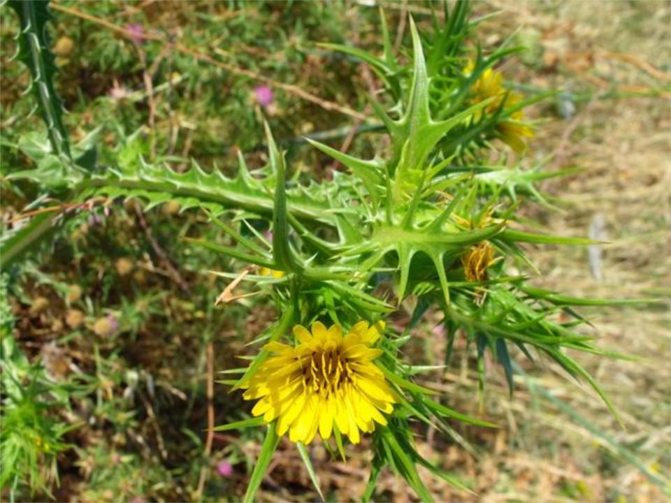 Scolymus maculatus