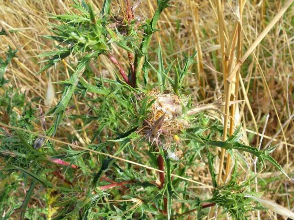 Carlina cfr.corymbosa