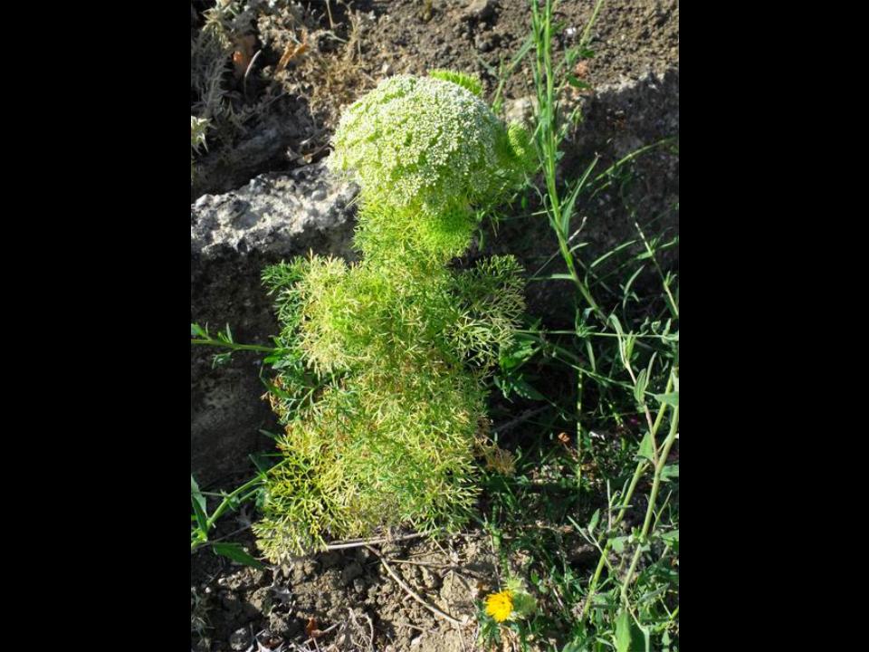 Ammi visnaga (= Visnaga daucoides )  /  Visnaga comune