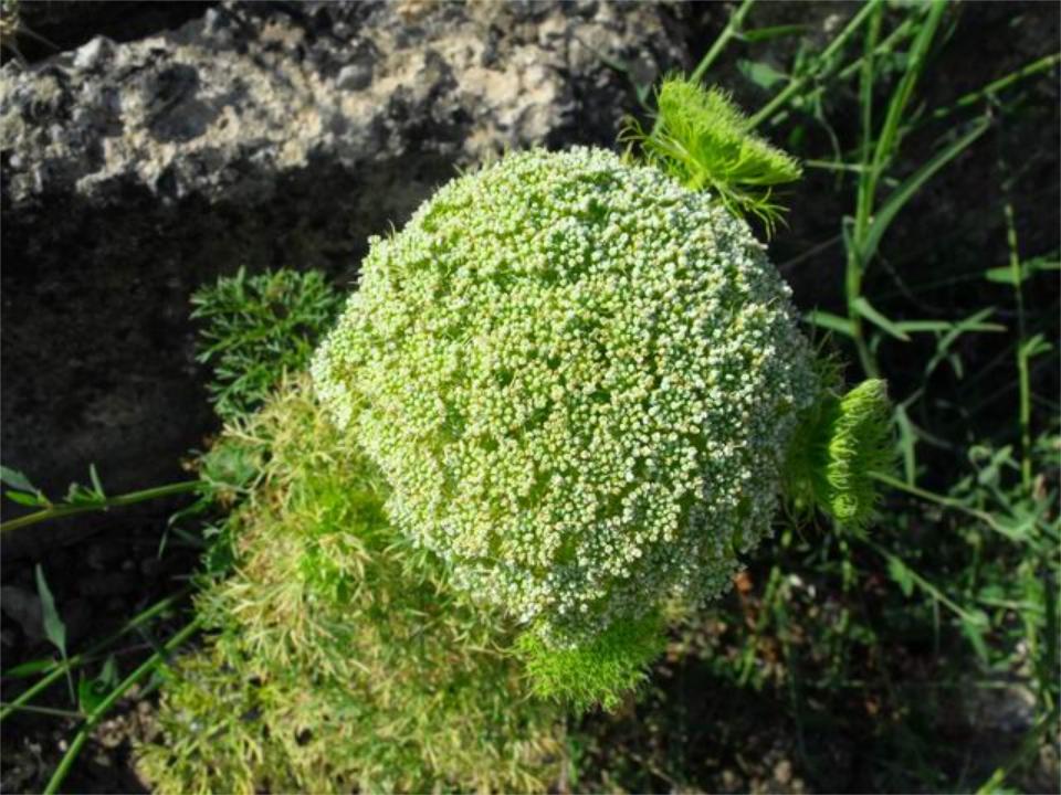 Ammi visnaga (= Visnaga daucoides )  /  Visnaga comune