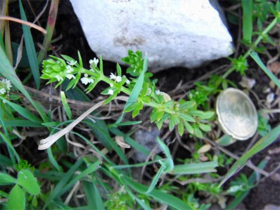 Galium verrucosum Huds.