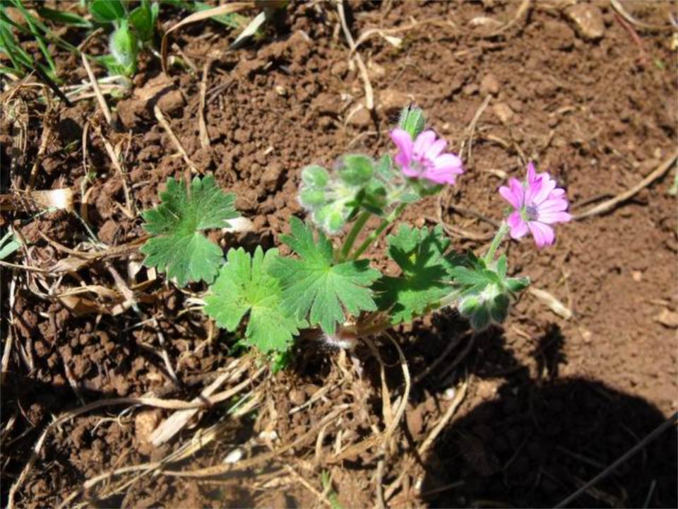 Geranium molle
