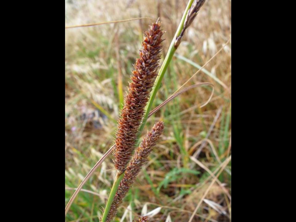 Carex sp