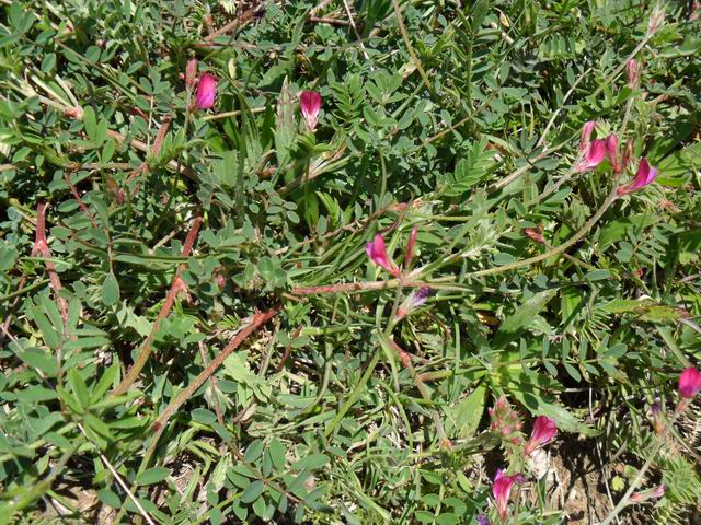 Fabacea - Onobrychis sp.