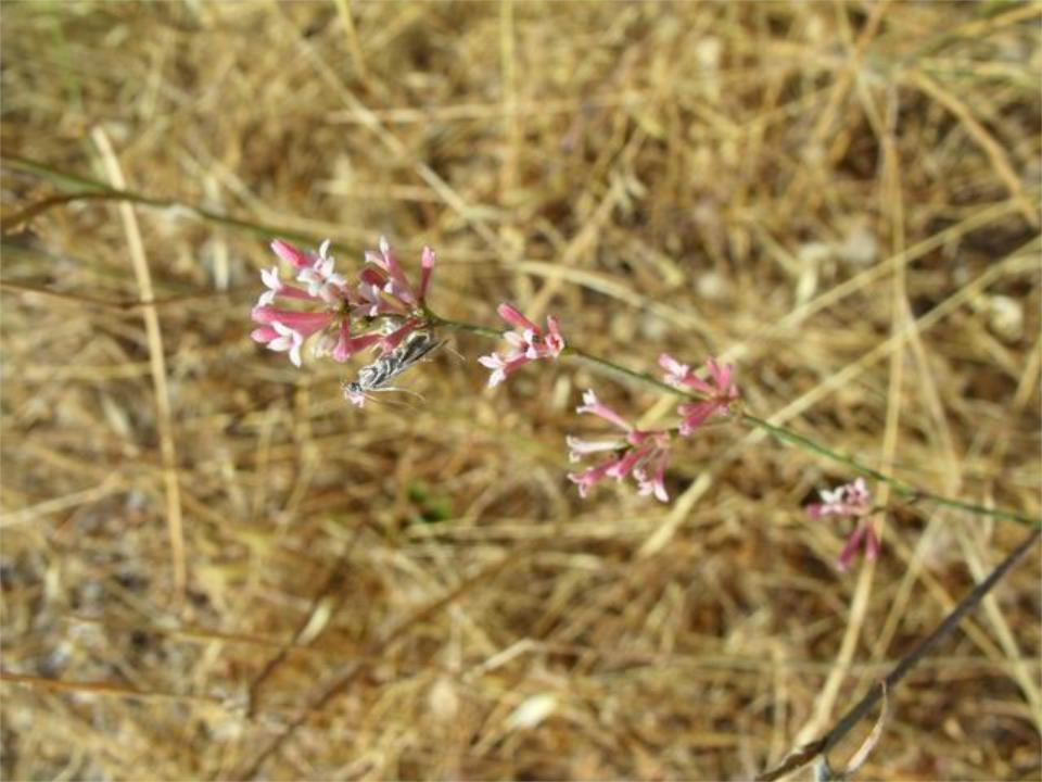 Asperula aristata