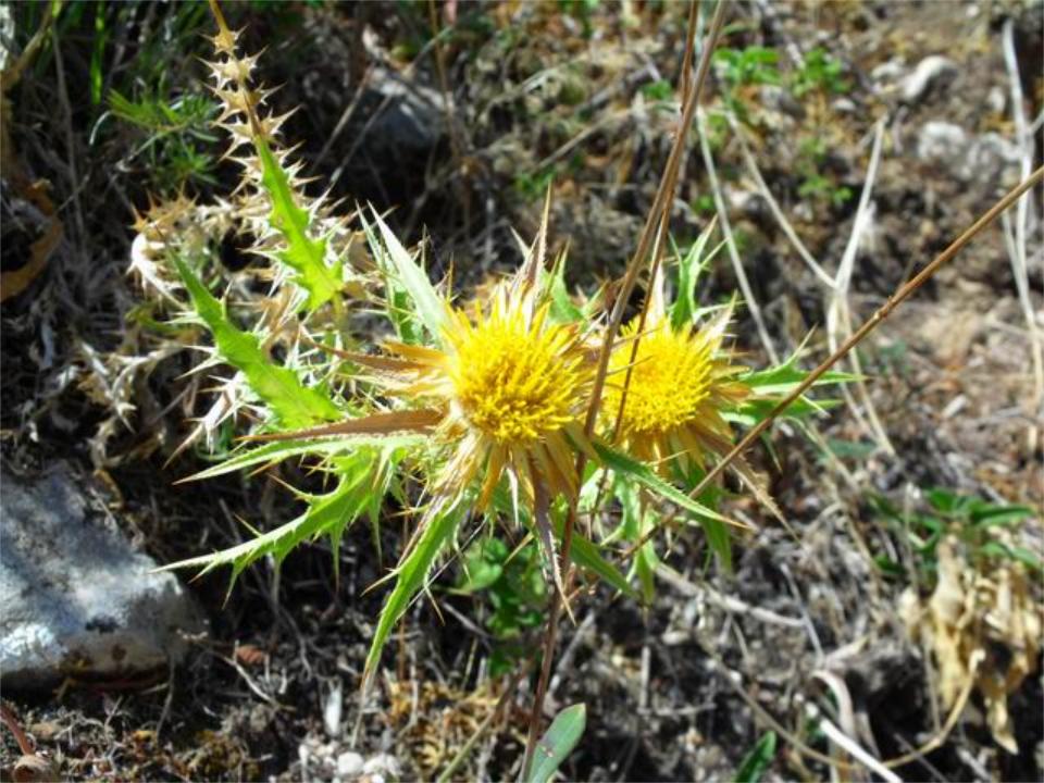 Carlina corymbosa