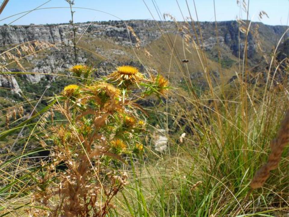 Carlina corymbosa