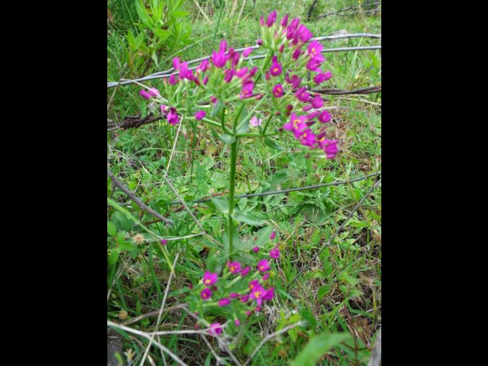 Centaurium erythraea