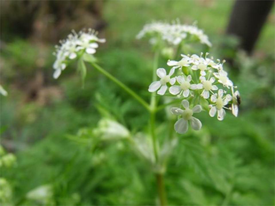 Anthriscus nemorosa / Cerfoglio meridionale