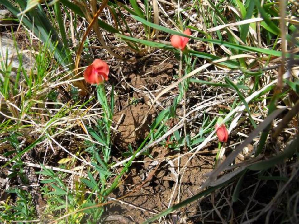 Lathyrus cicera