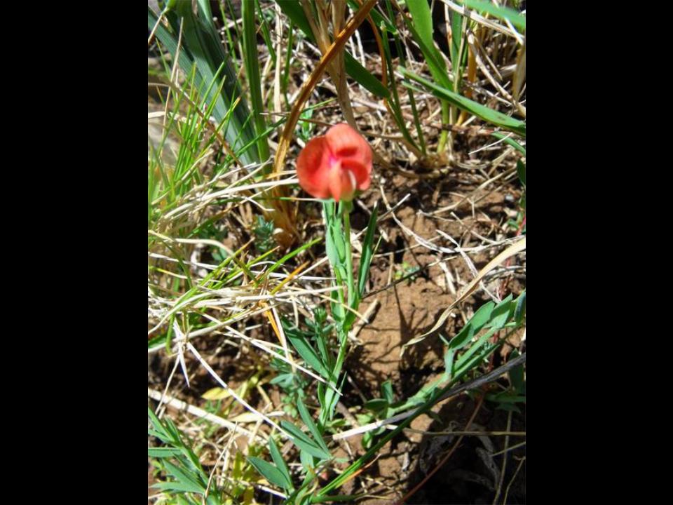 Lathyrus cicera