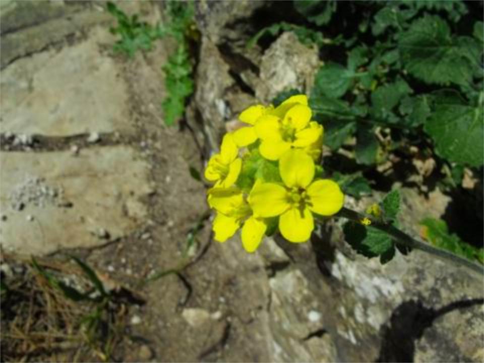 Sinapis pubescens L.