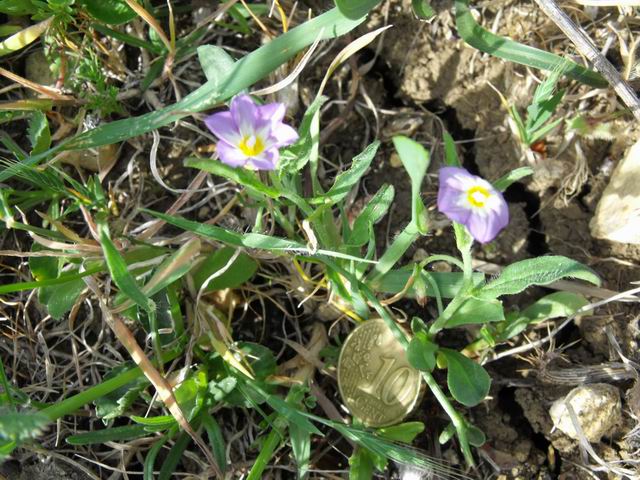 Convolvulus pentapetaloides / Vilucchio a cinque petali