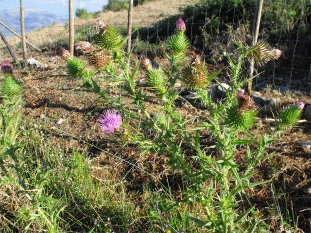 Da determinare - Cirsium vulgare