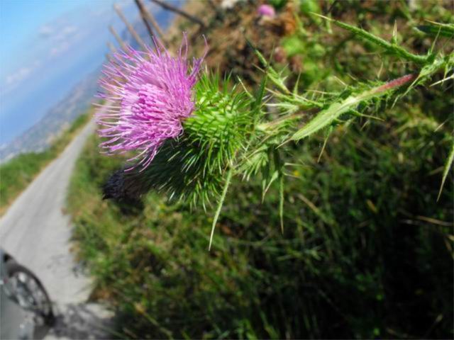 Da determinare - Cirsium vulgare