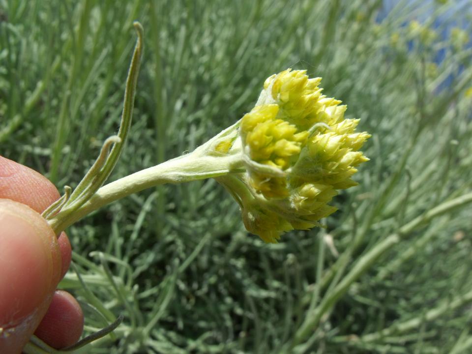 Helichrysum pendulum (=H. panormitanum) / Elicriso pendulo
